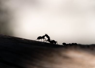 Fighting Ants