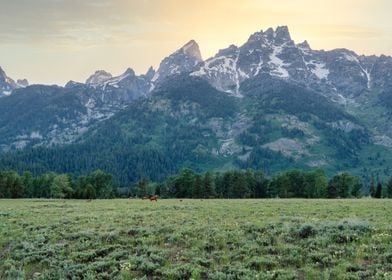 Bison Herd at the Tetons