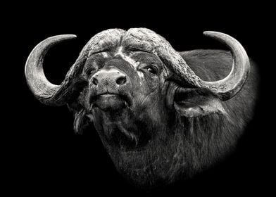 Cape Buffalo Bull Close Up