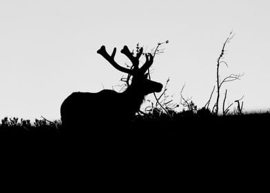 Silhouette of an Elk