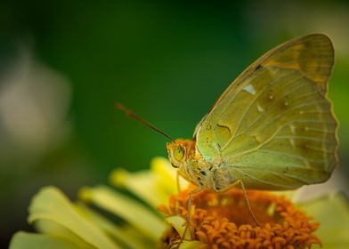 Buterfly Argynnis pandora