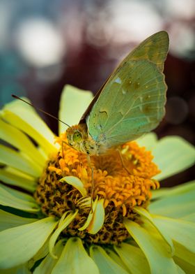 Buterfly Argynnis pandora