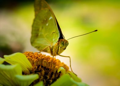 Buterfly Argynnis pandora