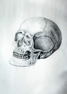 Skull