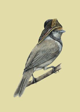 Eurasian blackcap