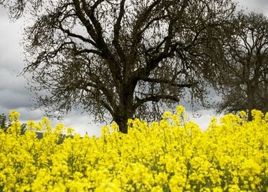 Tree and flowers