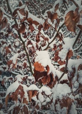 snow covered golden leaves