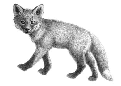 Fox Cub G21 024