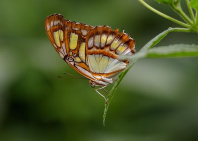 Malachite butterfly