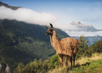 Llama in Mountains