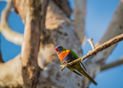 Rainbow Lorikeet