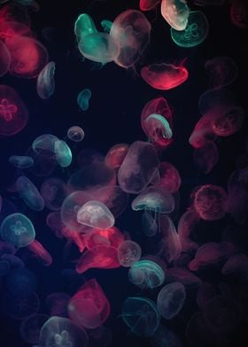 Jelly Fish Dream