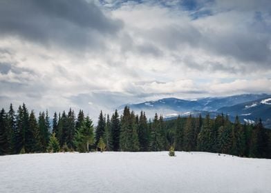 fir forest in the mounts