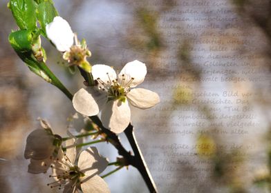 Apple blossom