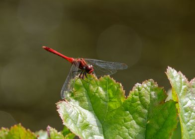 Fire Dragonfly