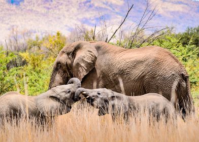 3 Elephants