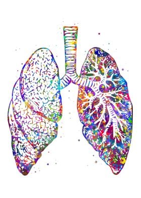 Lung Anatomy