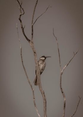 A honeyeater in black and 