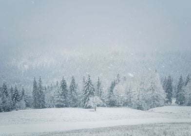 Winter snowfall landscape 