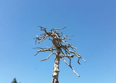 Tree with blue Summer sky