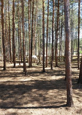 White horses in the wood 