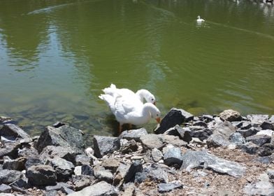 Swans in the lake summer 