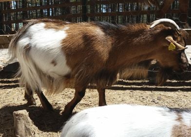 Goat animal photo at the 