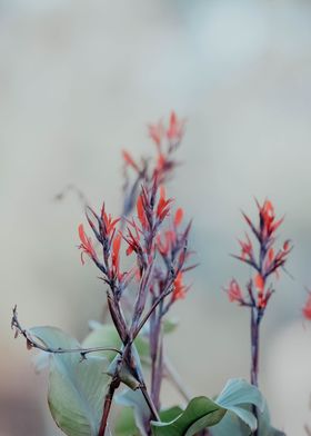 Red Flower Matte