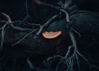 Dark Fungi