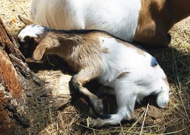 Little goat baby animal p