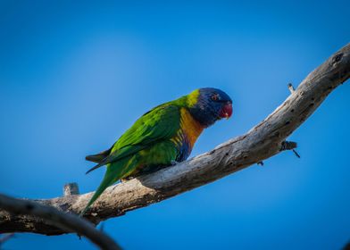 Rainbow Lorikeet