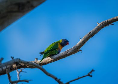 Rainbow Lorikeet