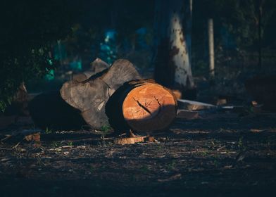 Low sun cut timber