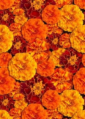 Orange marigold flowers