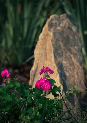 Pink Flower Rock