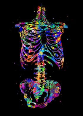 Skeleton Torso Anatomy