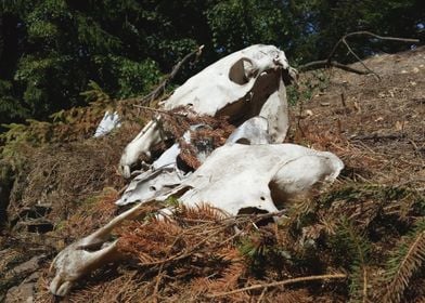 Animal skull photo at the 