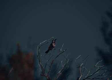 A bird singing