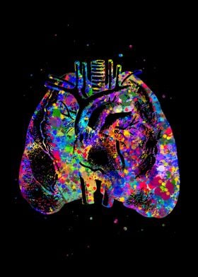 Lungs and Heart Human