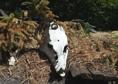 Animal skull photo at the 