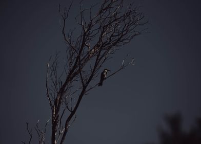 Dark Bird In A Dead Tree