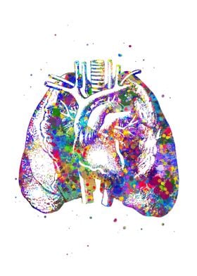 Lungs and Heart Anatomy