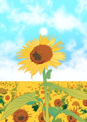 Sunflower fields 