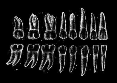 Tooth Dental Anatomy