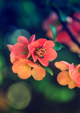 Spring flowers, macro