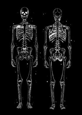 Human Skeleton Anatomy