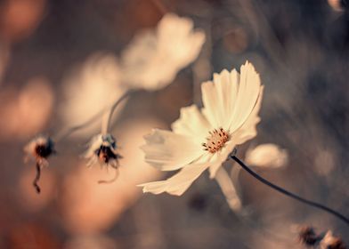 White flowers in garden