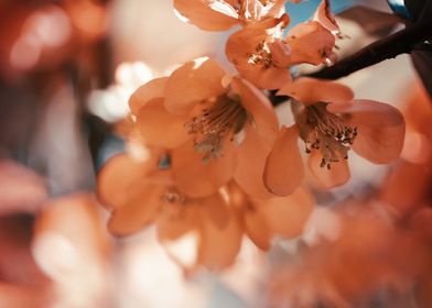 Spring flowers in garden