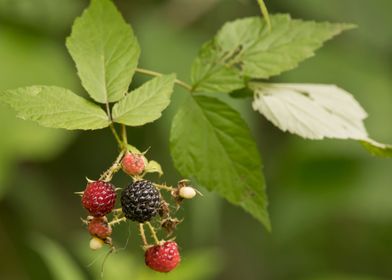 Raspberries on the vine