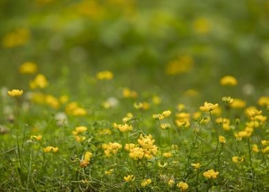 Yellow wildflower field